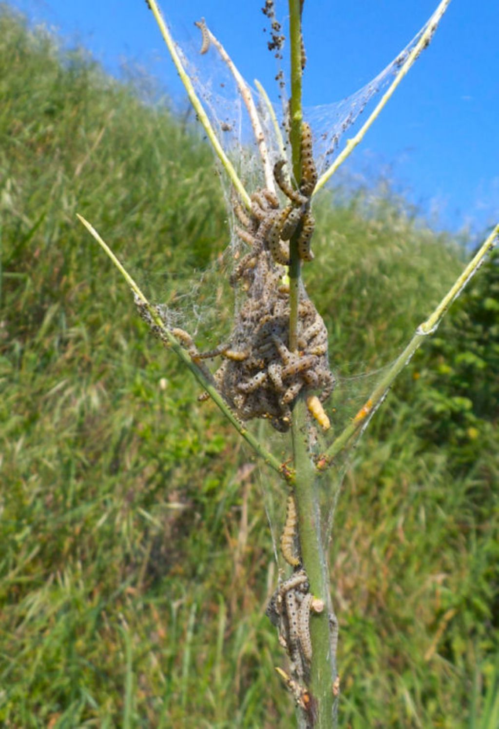 Yponomeuta cagnagella su Euonymus europaeus